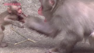 baby monkey Videos Compilation : cute animal