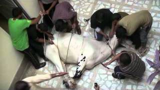 zeeshan cow qurbani 2011