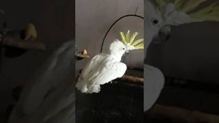 Kakak tua TRITON beraksi