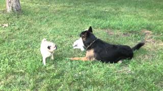 Pappy bulldog playing