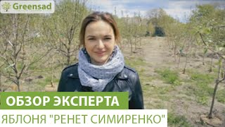 Яблоня "Ренет Симиренко"