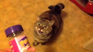 My cat demanding me to give her some treats
