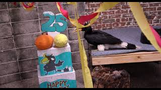 Rhinoceros Hornbill Terri Celebrates her 25th Birthday - Cincinnati Zoo