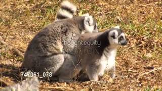交尾をするワオキツネザル／Ring tailed lemurs, mating, Miami