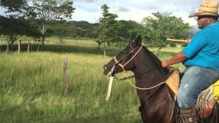 Competencia del Caballo de Campo (Rienda)