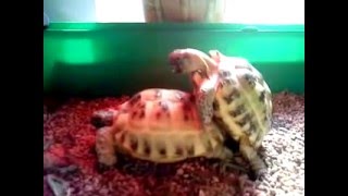 Это всё, что Вам нужно знать о сексе. Круто улыбнуло!