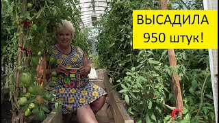 Сколько томатов я уже высадила в теплицу и на улицу? Считаю! 