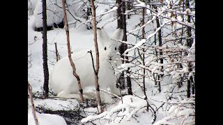 Идем провирять петли на зайца!!!и ставить капкан на лису))