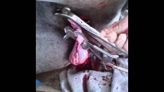 Castration in Camel