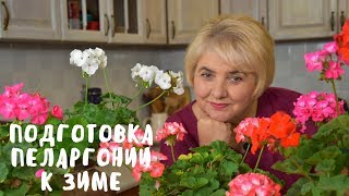 ПЕЛАРГОНИЯ. ПОДГОТОВКА К ЗИМЕ. Мои цветы. Мой опыт.