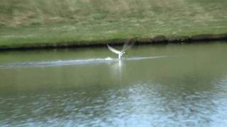 Caspian Tern (slowmo) catching fish in front of my office in Westmont, IL