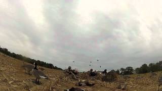 Rhode Island Early Goose Hunting