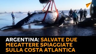 #Argentina: salvate due megattere spiaggiate sulla costa atlantica