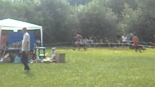 Ringo vom Gloriya Hunde.Могилев-2012.(без поводка)