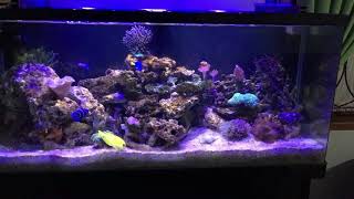 Aquarium laut 120 cm 250 liter umur 7 hari