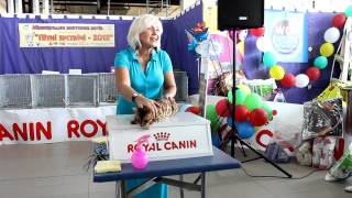 выставка кошек 8-9-10 июня 2012г. Винница,WCF.http://www.bengalocat.com/