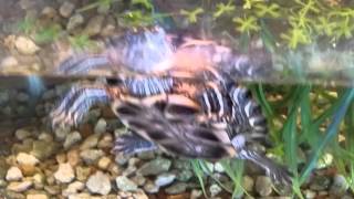 Tuck the turtle