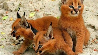 14 RAREST Cat Breeds In The World!