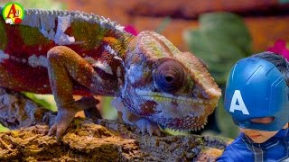 Смешной Хамелеон и другие Рептилии знакомятся с Мини Героями