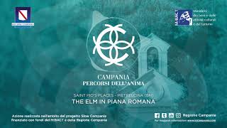 The elm in Piana Romana - Audioguide
