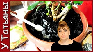 Насыпь ЭТО и КОМНАТНЫЕ ЦВЕТЫ будут расти как на дрожжах!
