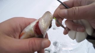 Удочки для зимнего блеснения окуня от мастеров Insectolog и shel