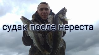 Ловля судака после нереста