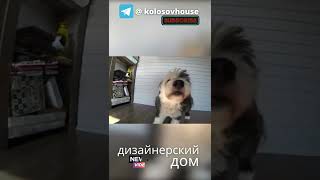 Дизайнерский дом #колосовхауз