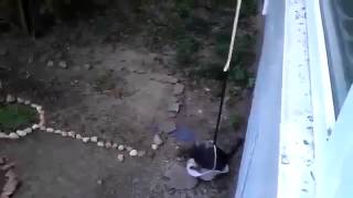 Подъемник для кота!!! Прикол!