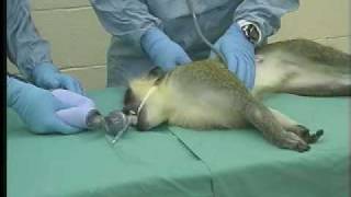 Military Chemical Casualty Care Training on Monkeys