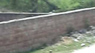 PATIALVI BULLITIAN RIDING HIS BULLET (harmanjot singh david beckham)