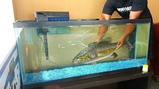 OUTDOOR Aquarium Fish Kit for NEW PET!