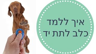 איך ללמד כלב לתת יד - מיוחד!! ? - טל שלוש