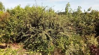 Cotoneaster shrub