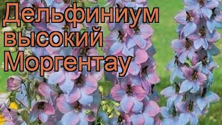 Дельфиниум высокий Моргентау ? обзор: как сажать, саженцы дельфиниума Моргентау