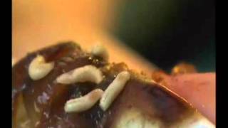 Turd - Pus Blaster
