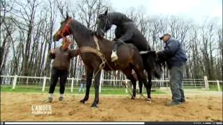★ Horse mating scene in France