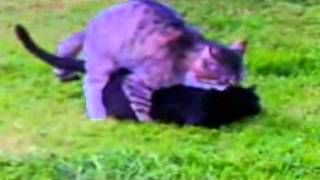 Спаривание кошек / Cat's sex
