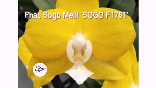 Phal. Sogo Meili ‘SOGO F1751’