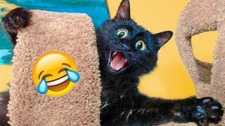 Funny Cats And Dogs Videos - Funniest Animal Videos 2021 ????