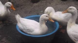 Утки. Купание. Холодная ванная. Качки. Ванна. Ducks. Funny video.