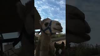 CAMEL FEEDING #shorts