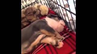 Приколы! Лучшие подборки смешных собак и щенков за Февраль 2014 Funny Pets Compilation