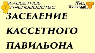Кассетный павильон, Купить пчел, Мед Kassetten-Pavillon für die Bienen, Imkerei, Bienenzucht