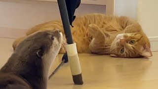 カワウソと猫の奇妙な関係性について On the strange relationship between otters and cats