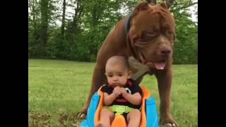 CÃO DE GUARDA / bebê protegido!