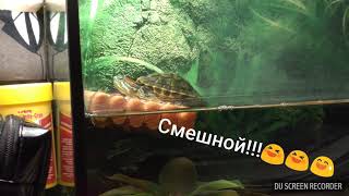 Смешной черепашка залезает на плот??