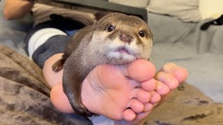 飼い主の足が信じられないくらい好きすぎて暴走するカワウソ Otter that likes its owner's feet so much it runs amok