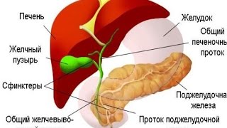 Кенеллия.Огулов о желчном пузыре  Новые лекции
