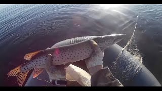 Рыбалка сетями, Осенняя Щука, с лодки ПВХ FLINC 360 LA.Fishing in Siberia